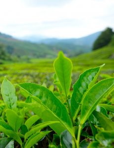 About Communitea