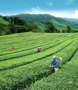 Tea farmers working in BOH Plantations