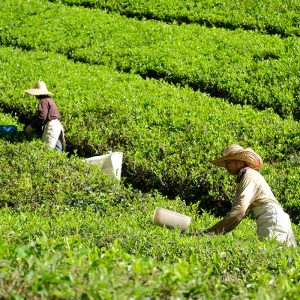 About BOH Tea Making