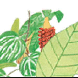 About Making BOH Tea