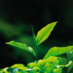Tea Leaf